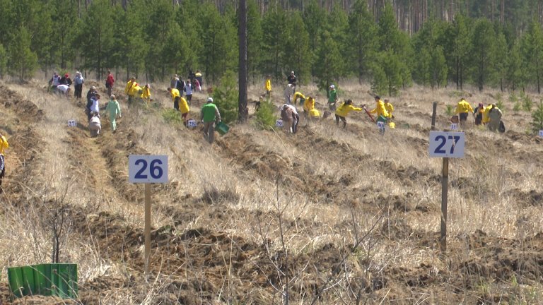 8 тысяч новых деревьев высадили на месте лесного пожара в Иркутском районе